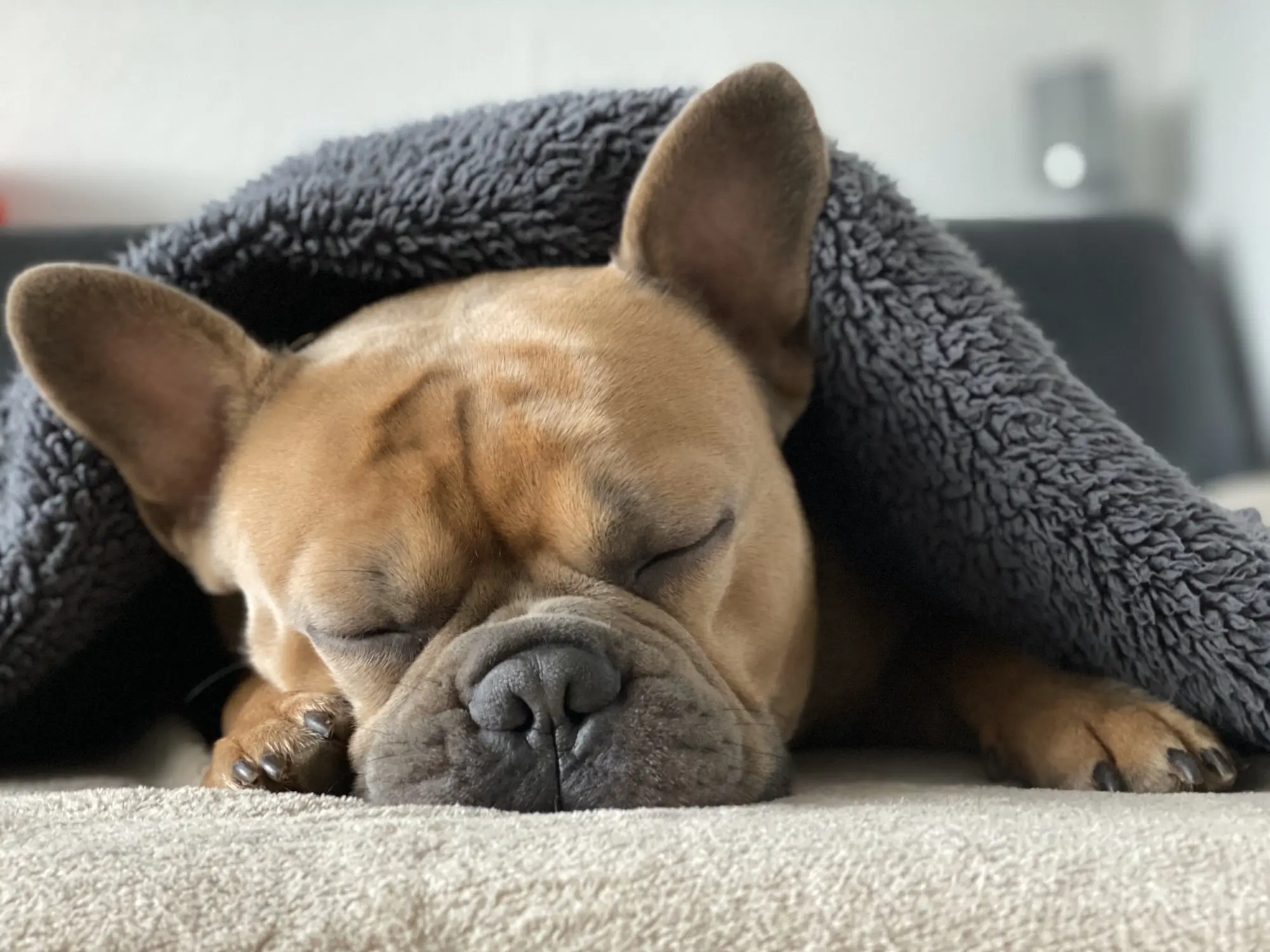 Pros and Cons of Allowing Pets in Your Rental Property in Orem, UT
